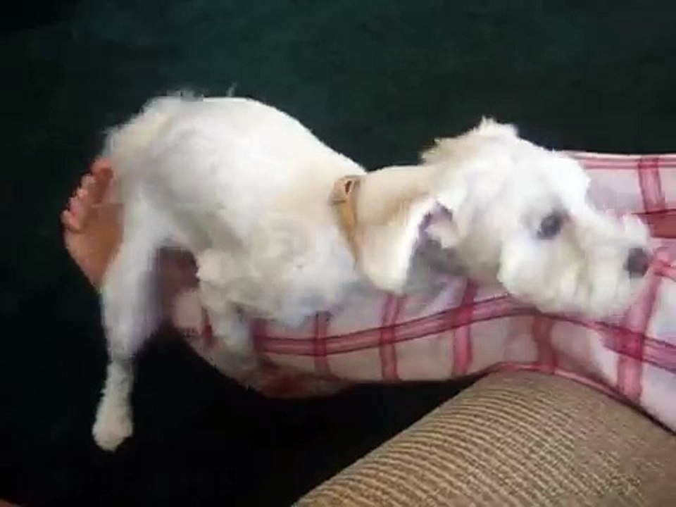 Sadie humping