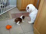Welsh Springer puppy playing with Clumber Spaniel