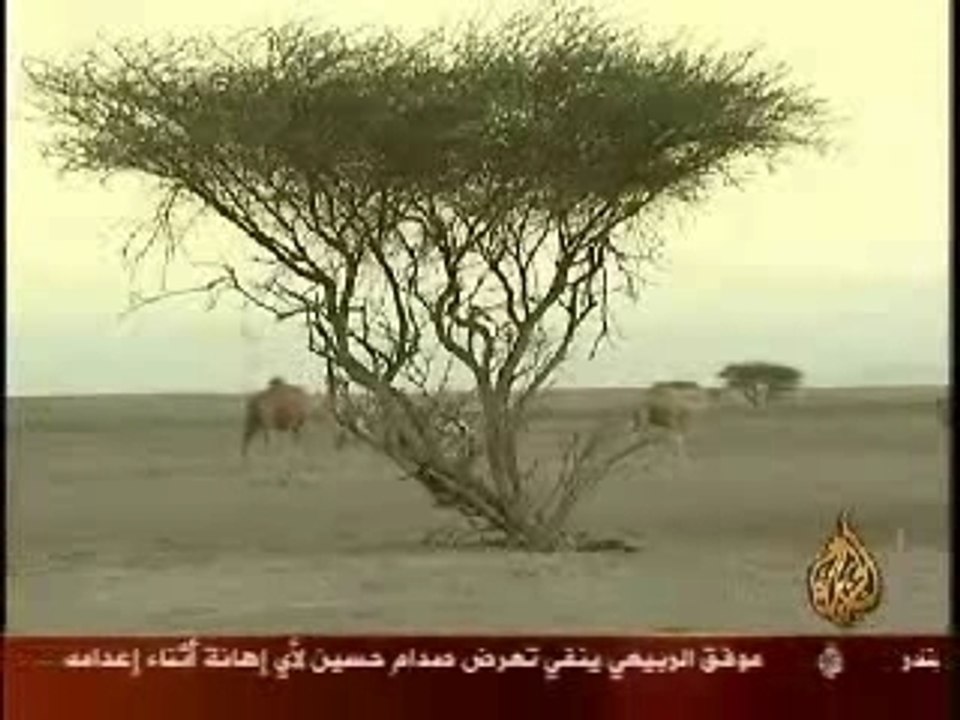التداوي بأبوال الإبل