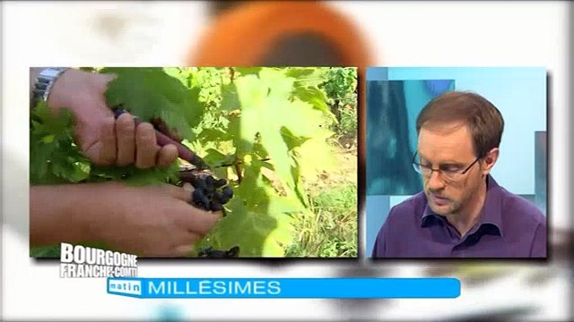 Les vendanges et après ? Chronique Millésime de Laurent Gotti, journaliste et dégustateur