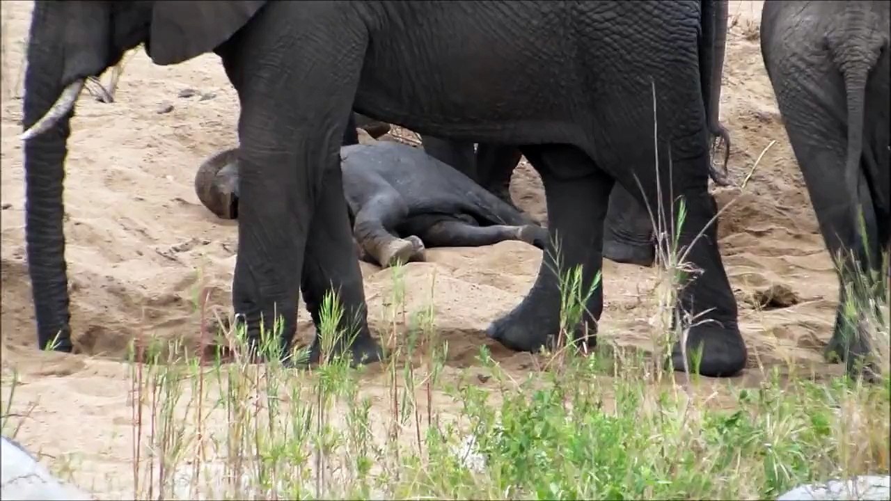 Baby elephant playing