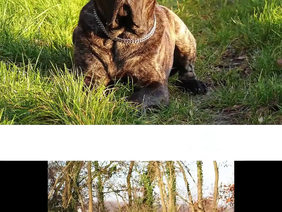 Cane Corso / Dogo Canario Mix Mason,