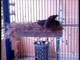 zebra finches nesting