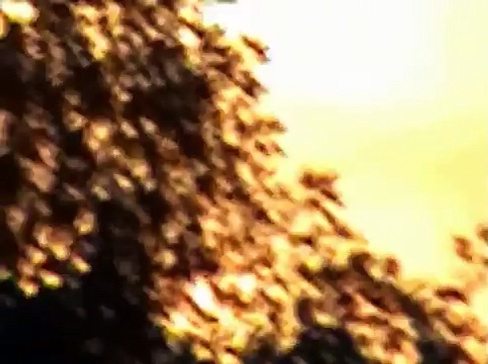 Slowdive - Avalyn 2