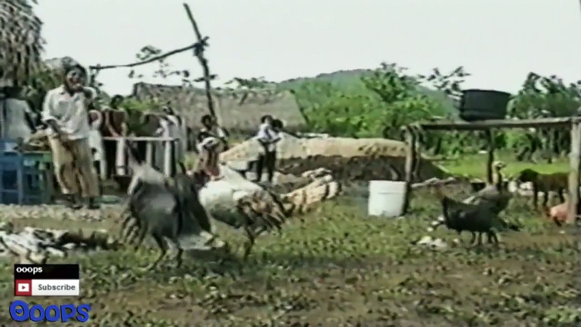 Funny Animals Animal Fights