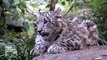 Snow Leopard Cubs at Central Park Zoo