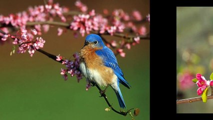 Beautiful Little Blue Birds