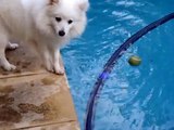 Japanese Spitz tries to get tennis ball out of swimming pool