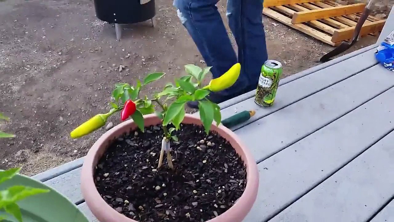 Hami eat red hot ripe banana pepper off the plant!
