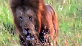 Lion vs Lions   1 Lion against 2 Lions  Awesome Fight   Special National Geographic!!!