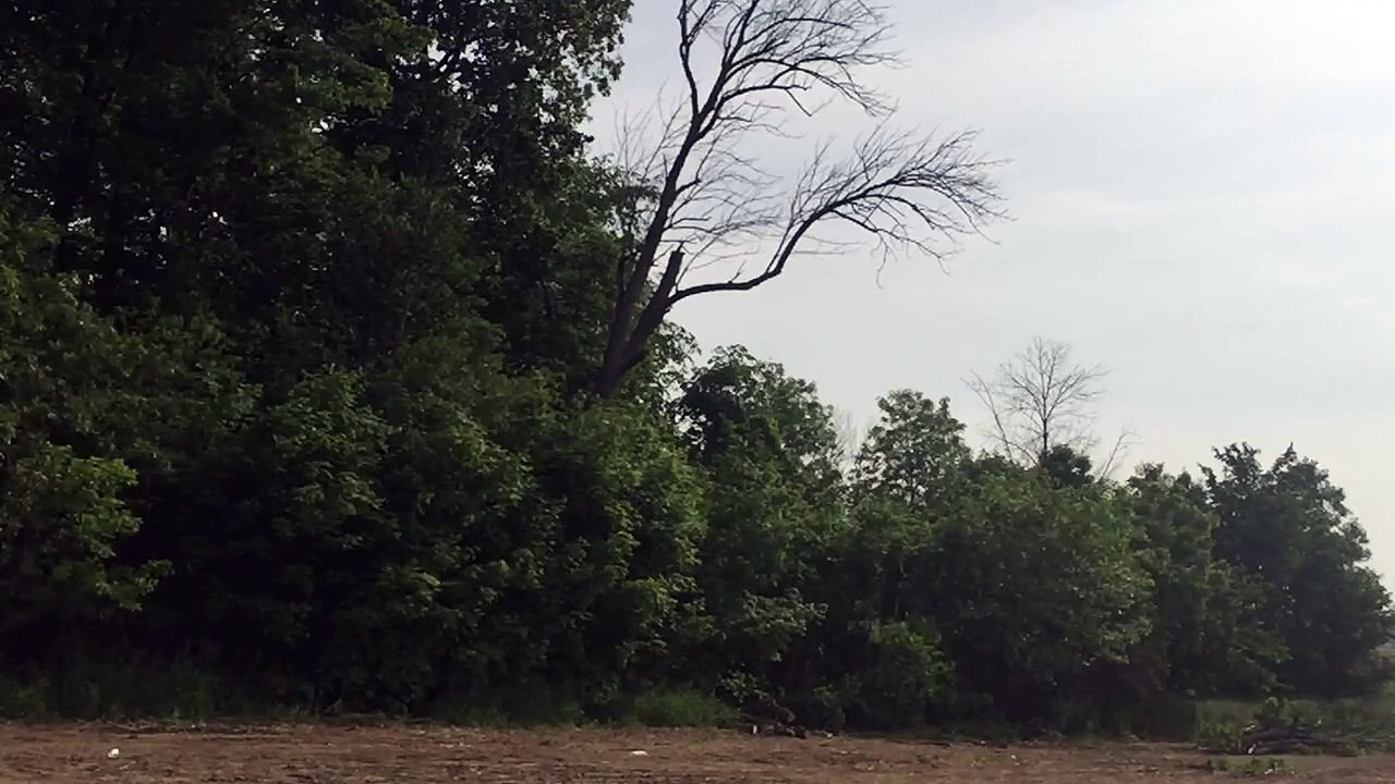 Chainsawing a huge tree