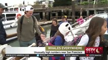 Large number of whales spotted near San Fransisco