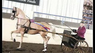 Palomino National Show Horse - 4 yr old