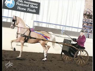 Palomino National Show Horse - 4 yr old