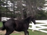 Black Morgan Gelding. Dressage prospect by National Champion GKB Coal Magic