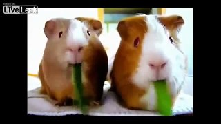 Funny animals - funny videos: funny cats and dogs - funny fails - Part 19