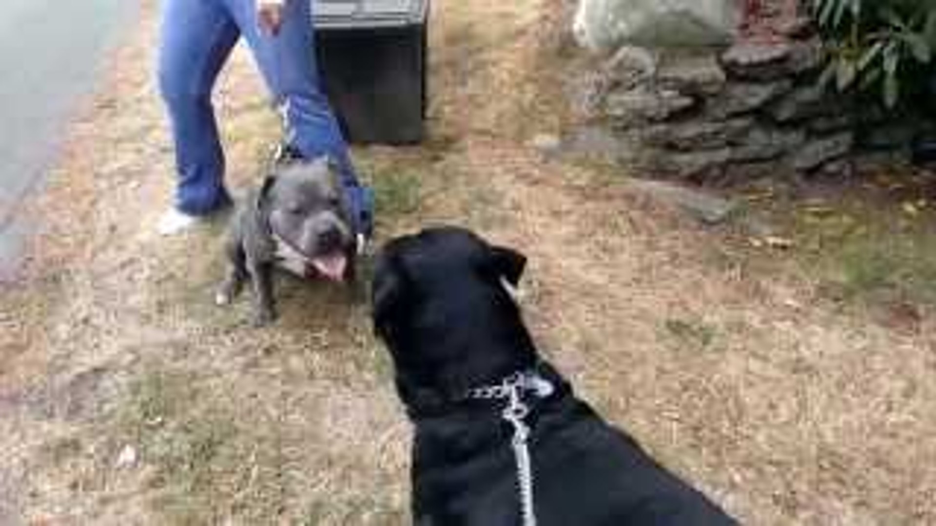 rottweiler fights pitbull