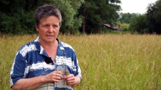 Etablir une prairie naturelle par la méthode « fleur de foin » (Juin 2014)