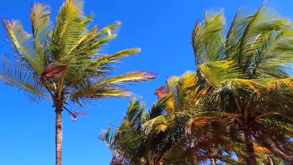 Palm Trees 5