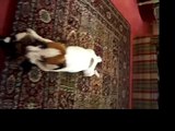 Jack Russell Terrier Duke Dog Loves Mr. Squeaky Duck