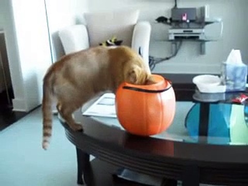 Halloween Kitty