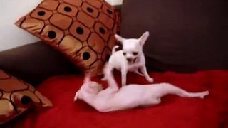sphynx kitten and chihuahua puppy playing...