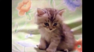 Funny Cats Compilation - Funny Cat Videos Ever - Funny Animal Videos 6