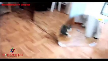 Clip Vui Ngộn - Chó Mèo Và Những Chiếc Gương