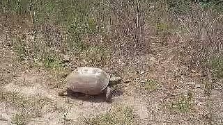 World's Fastest Turtle