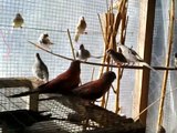 BIRDS... FINCHES AVIARY !!!!!! cyprus... (480p)
