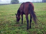 Big Brown Pasture Turnout at Three Chimneys