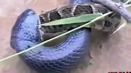 Snake Eats Snake - Amazing & Deadliest Fight To Death