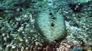 Estranhas Criaturas do Mar