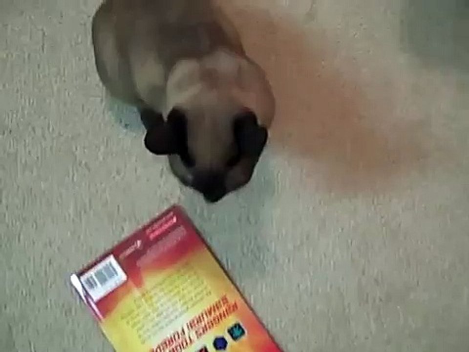 Zuul Talking