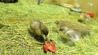 Baby Chicks Eat Strawberries!