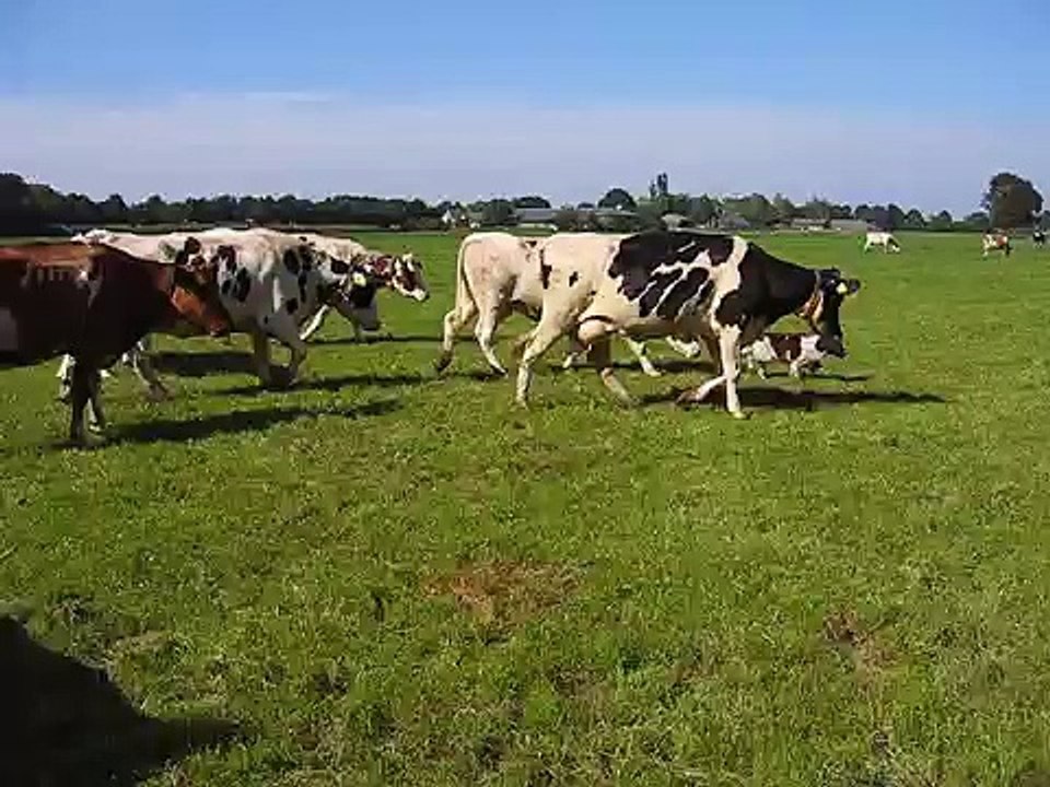 They think she is a little Cow.
