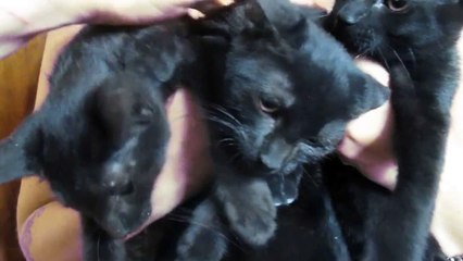 Baby Love with The Supremes!