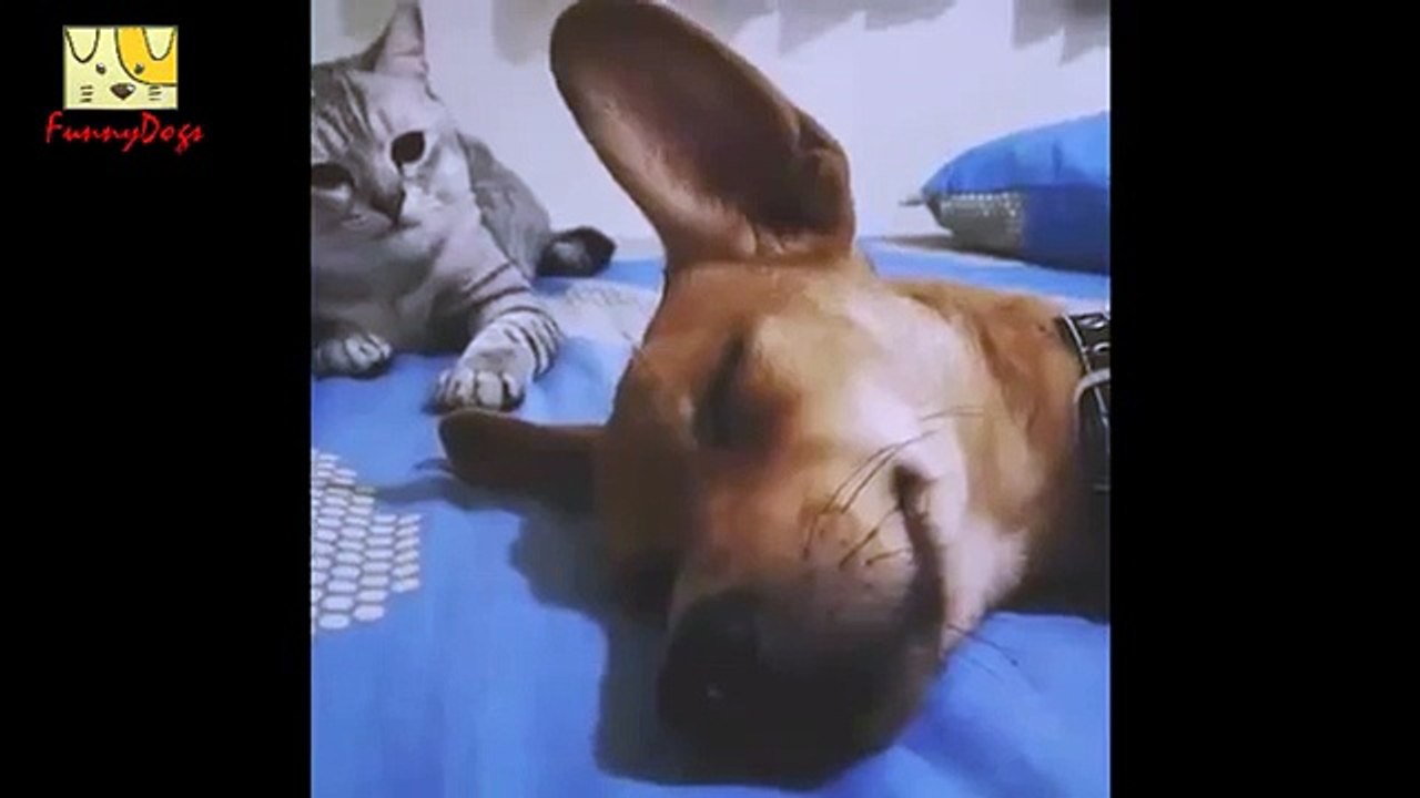 Best funny dogs - Những chú chó vui nhộn nhất quả đất -  Part 1