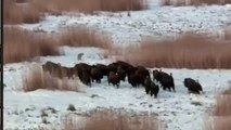 WOLF VS BUFFALO Wolves Hunting Buffalo