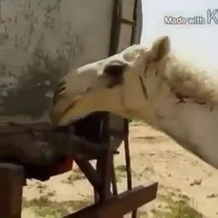 Clever Camel: Smart Animal Insights 🐪