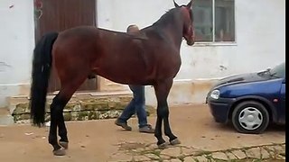 il balletto andaluso del cavallo spagnolo!^_^