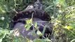 World's Deadliest - Anaconda Devours World's Largest Rodent