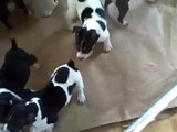 Standard Rat terrier puppies (Deckers) - 8 weeks old | Redeeming Dogs | Flower Mound dog training
