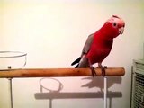 This Parrot can really dance!!!- Must see