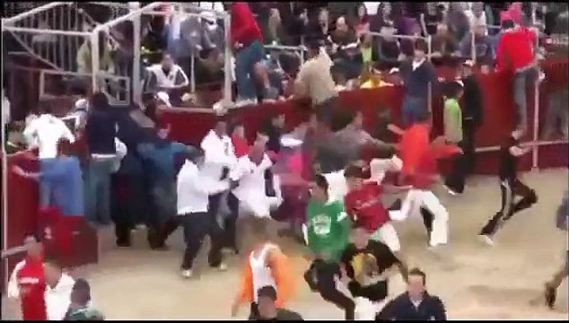 Funny videos People fail bull fighting Funny Animals videos Bull Fails Videos