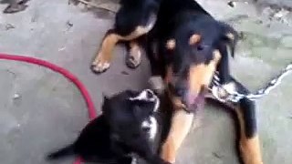 Impresionante pelea de perro rottweiler y perro bebe criollo