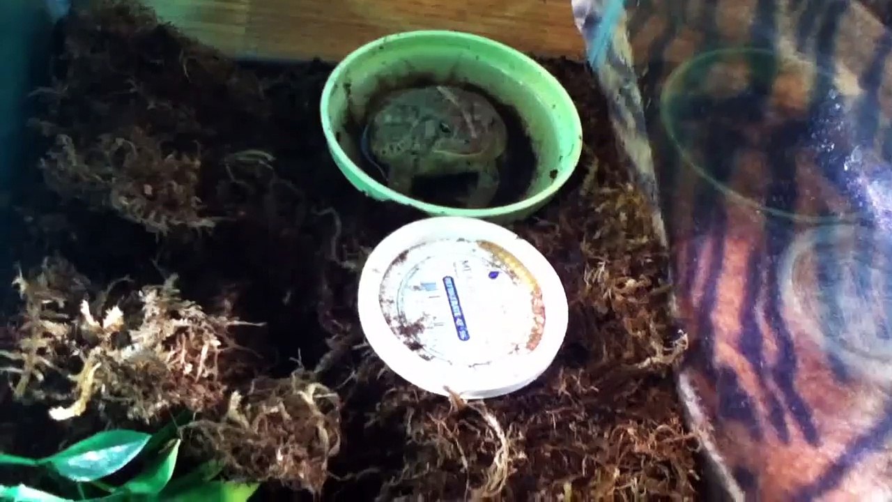 Southern toad feeding