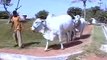 White Cows for Eid Ul Azha (Bakra Eid) 2008