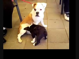 miniature australian bulldog tyler. loves minnie