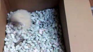 Ferrets find packing peanuts